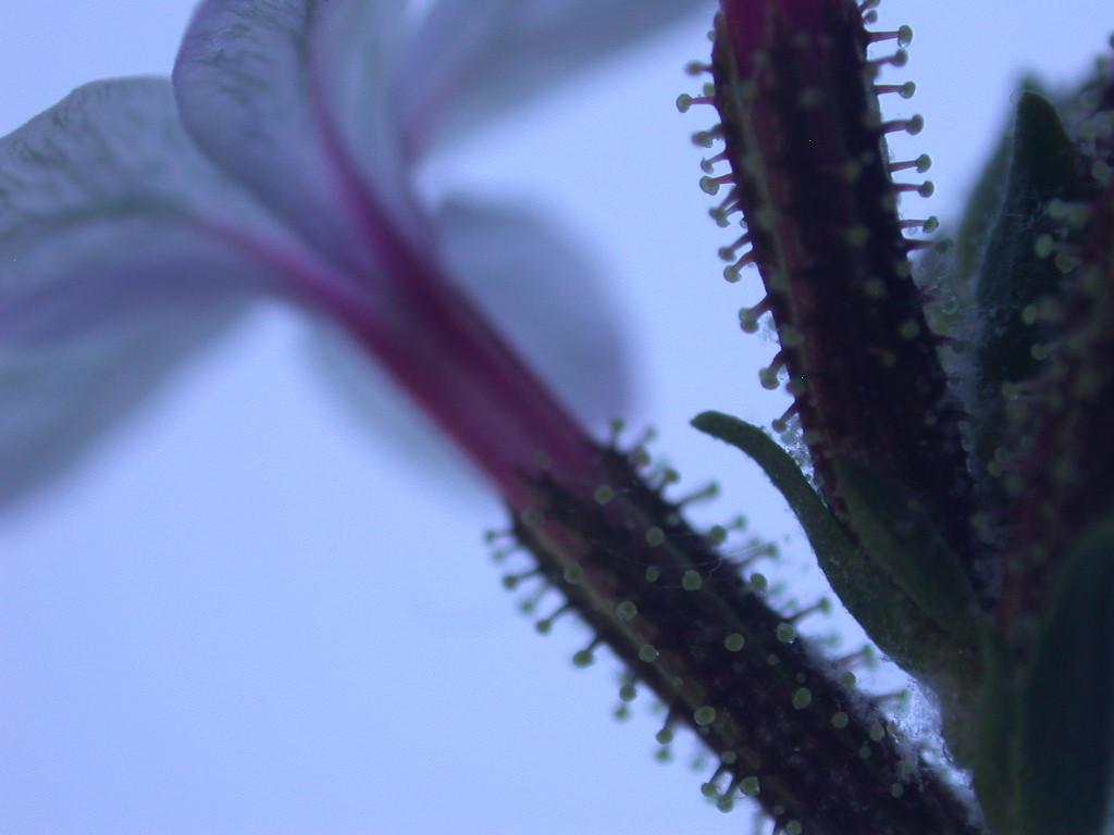 Plumbago europaea / Caprinella